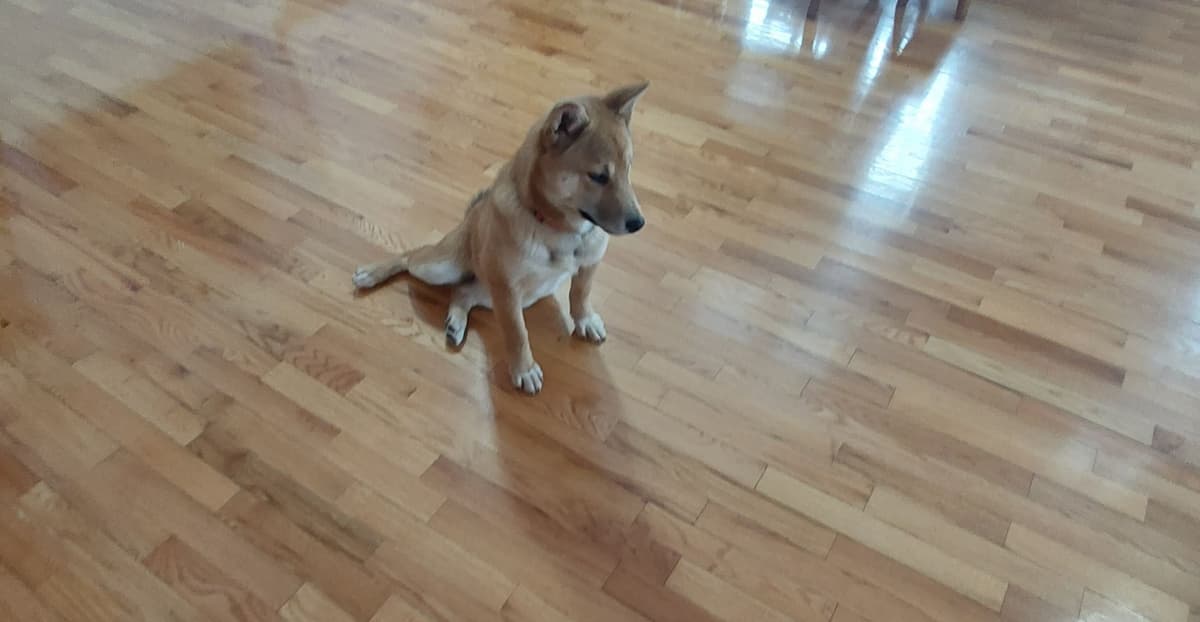 Shiba Inu Puppies breeder image 3