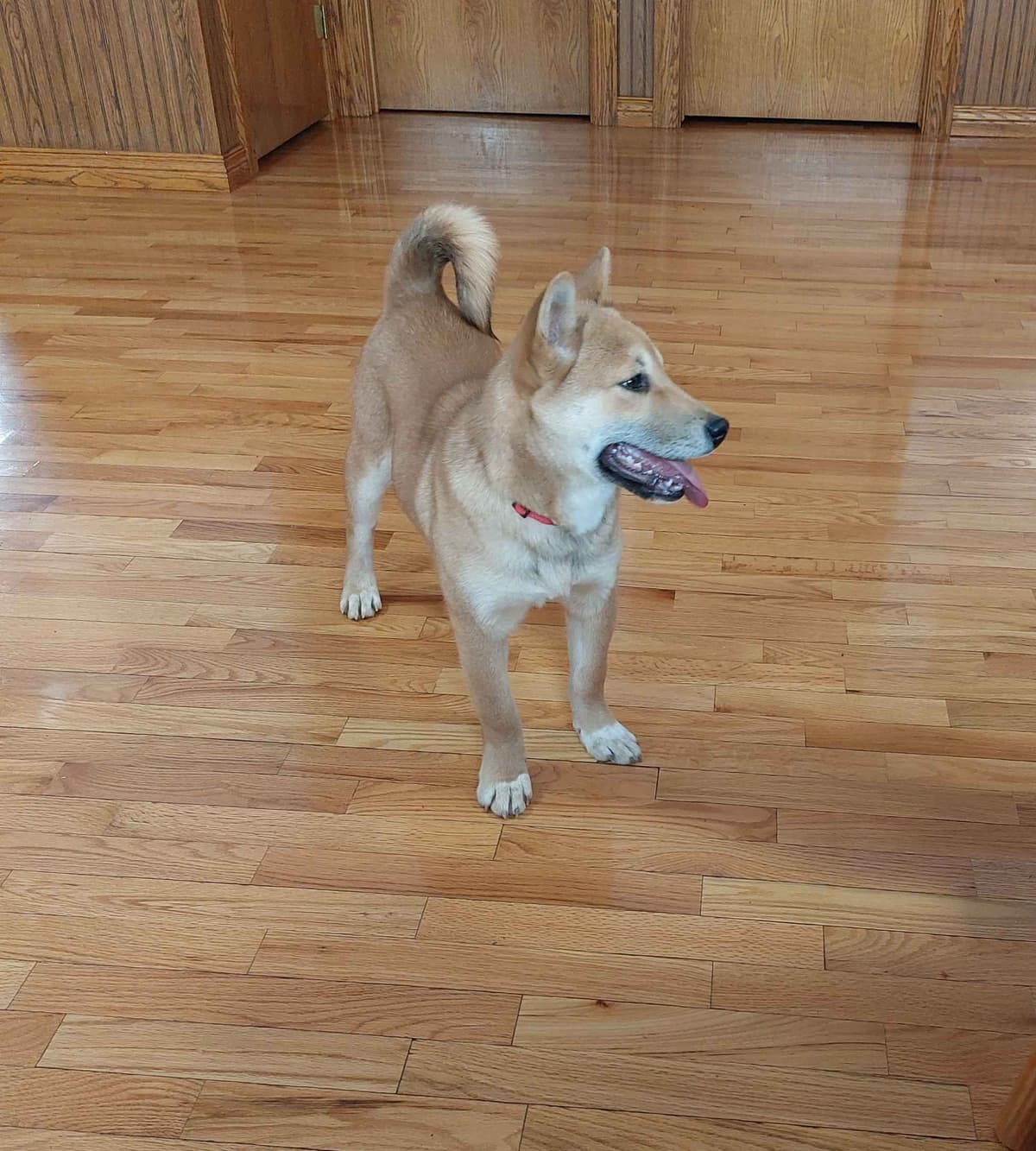 Shiba Inu Puppies breeder image 1