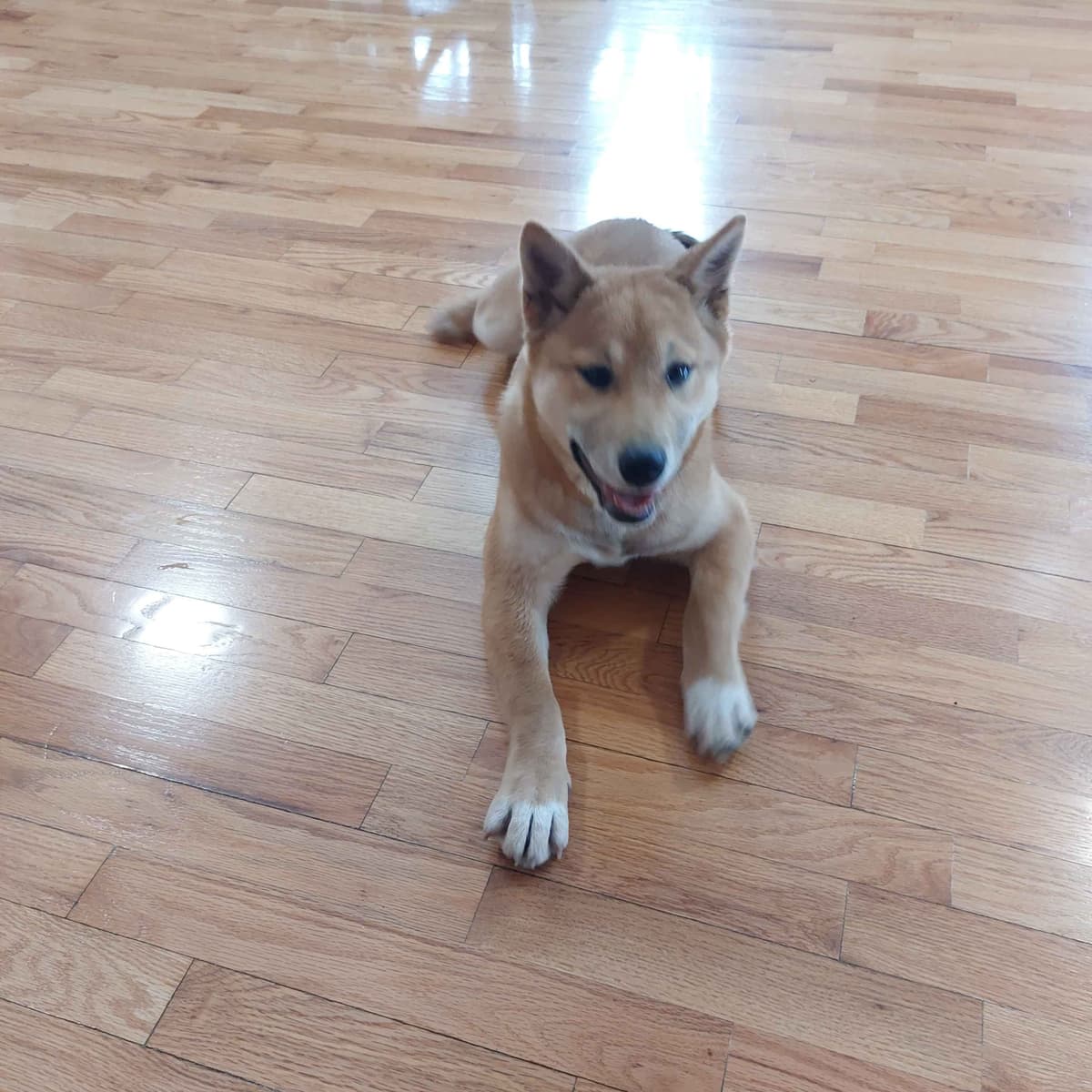 Shiba Inu Puppies breeder image 2