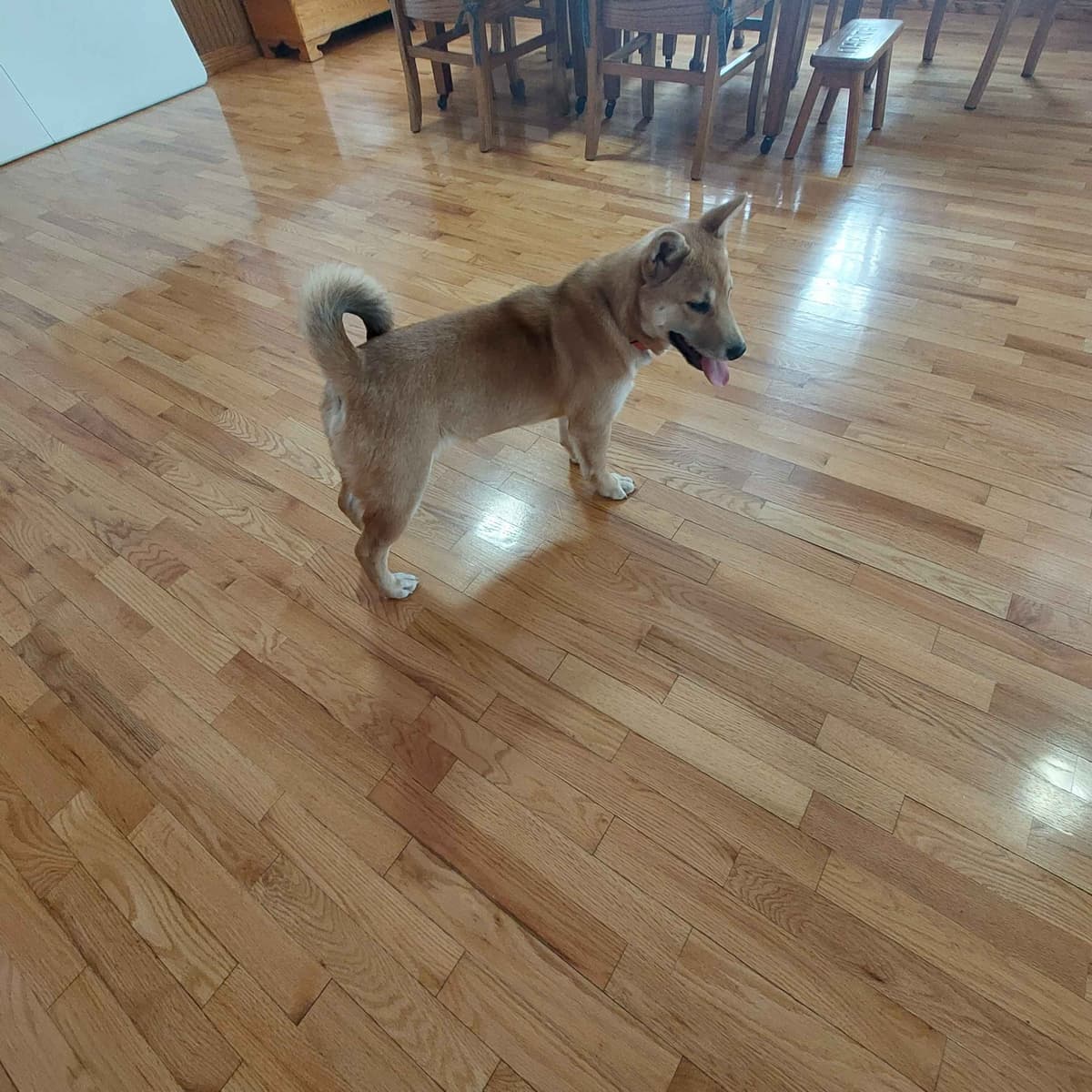 Shiba Inu Puppies breeder image 4