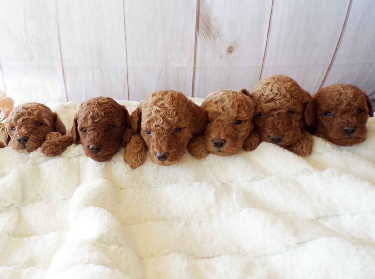AKC Corgi Puppies - Family raised, 3 year genetic health guarantee breeder image 3
