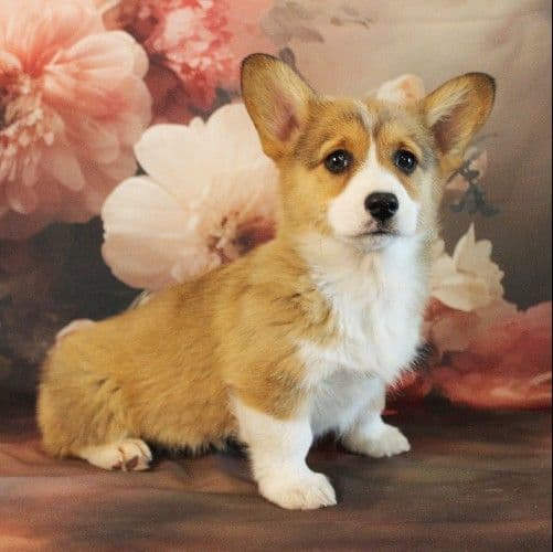 AKC Corgi Puppies - Family raised, 3 year genetic health guarantee breeder image 4