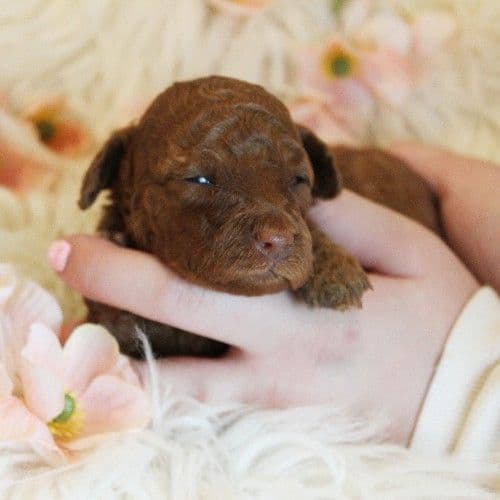 AKC Corgi Puppies - Family raised, 3 year genetic health guarantee breeder image 7