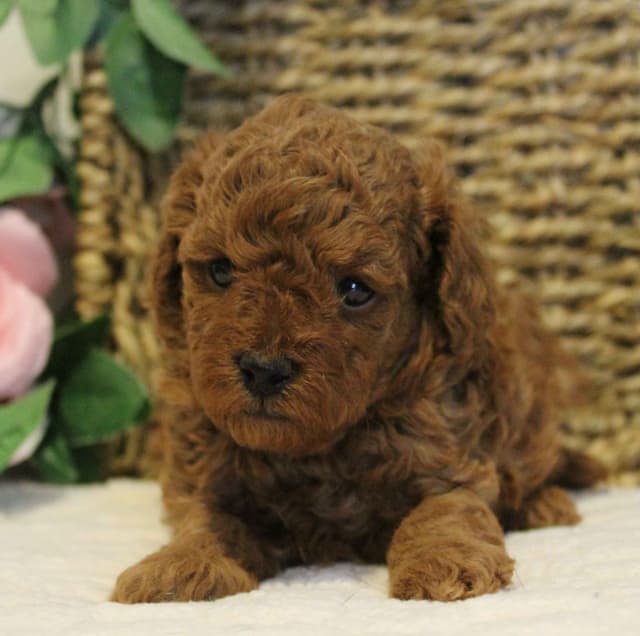 AKC Male Red Toy Poodle Puppy media 2