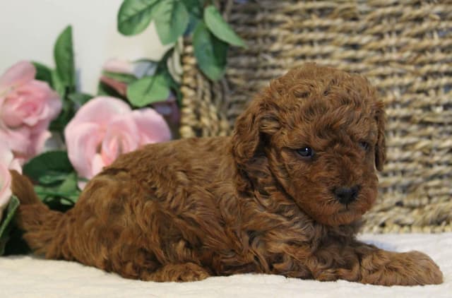 AKC Male Red Toy Poodle Puppy media 3