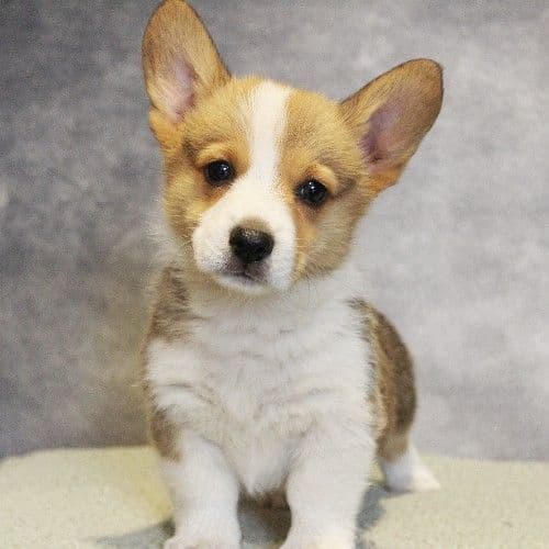AKC Corgi Puppies - Family raised, 3 year genetic health guarantee media 3