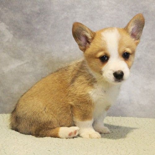 AKC Corgi Puppies - Family raised, 3 year genetic health guarantee media 2