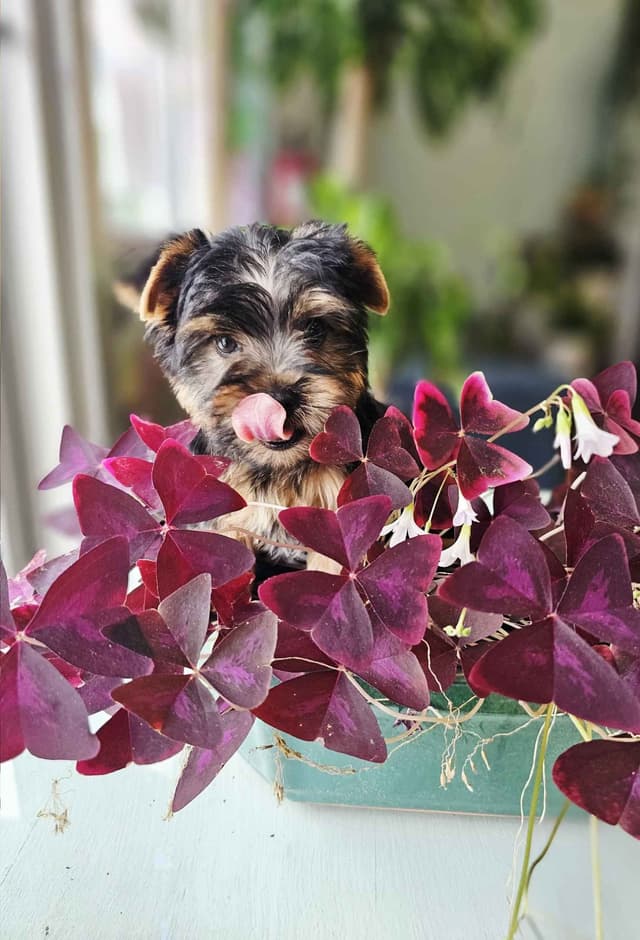Yorkshire Terrier Puppies media 2