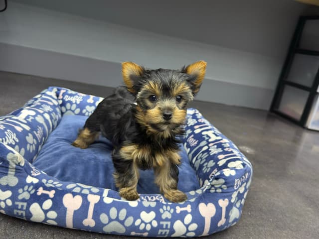 Yorkshire Terrier Puppies media 2