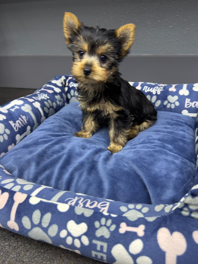 Yorkshire Terrier Puppies media 3