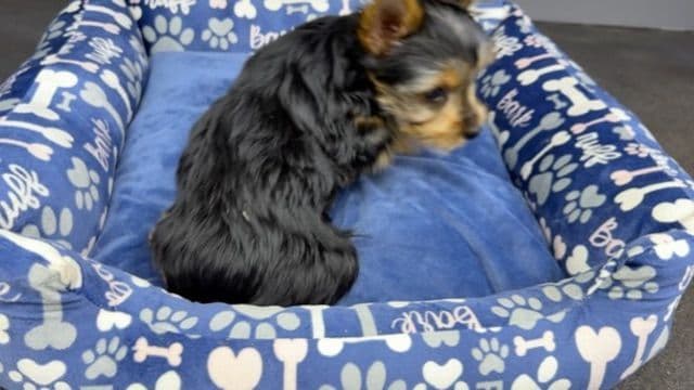 Yorkshire Terrier Puppies media 4