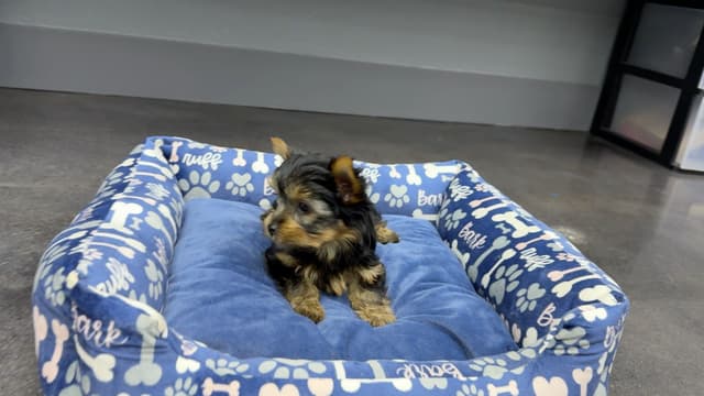 Yorkshire Terrier Puppies media 6