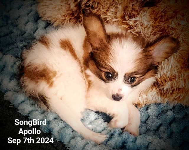 Expecting Aug 9 2026 Papillons de Franz  Sables media 6