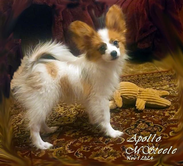 Expecting Aug 9 2026 Papillons de Franz  Sables media 16