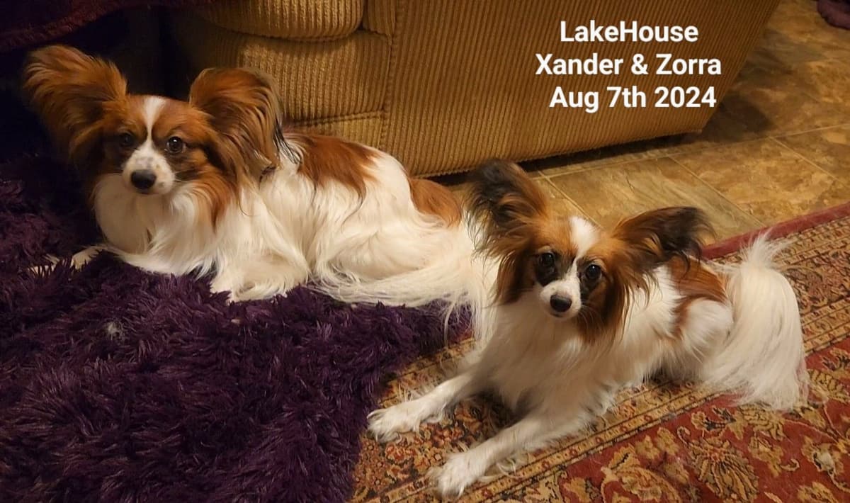 Expecting Aug 9 2026 Papillons de Franz Sables breeder image 3