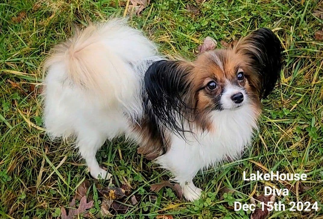 Expecting Aug 9 2026 Papillons de Franz Sables breeder image 4