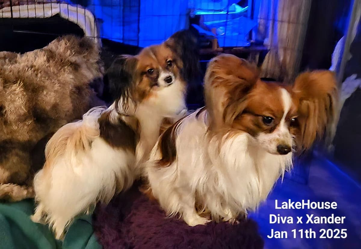 Expecting Aug 9 2026 Papillons de Franz Sables breeder image 6