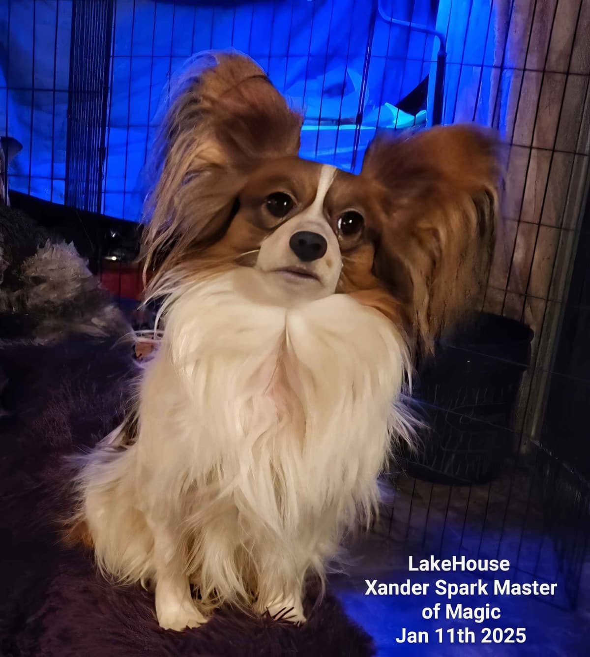 Expecting Aug 9 2026 Papillons de Franz Sables breeder image 7
