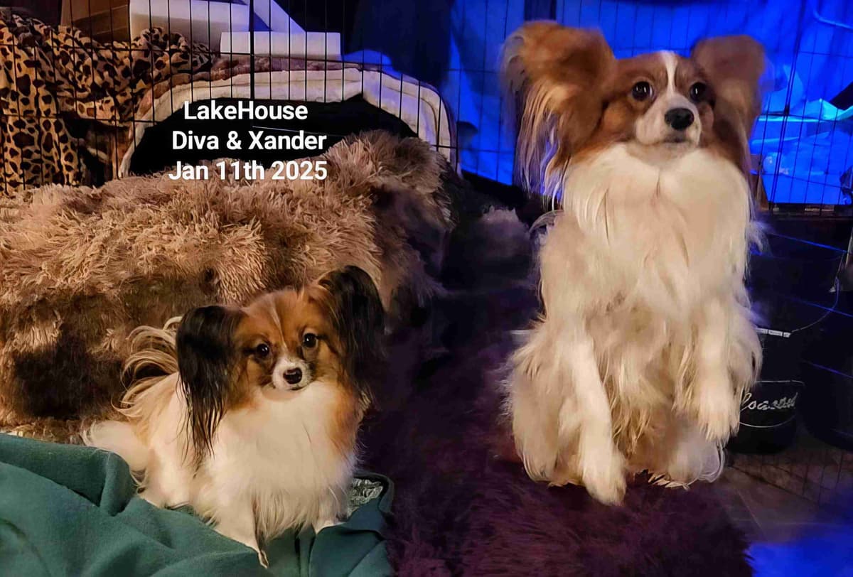 Expecting Aug 9 2026 Papillons de Franz Sables breeder image 13