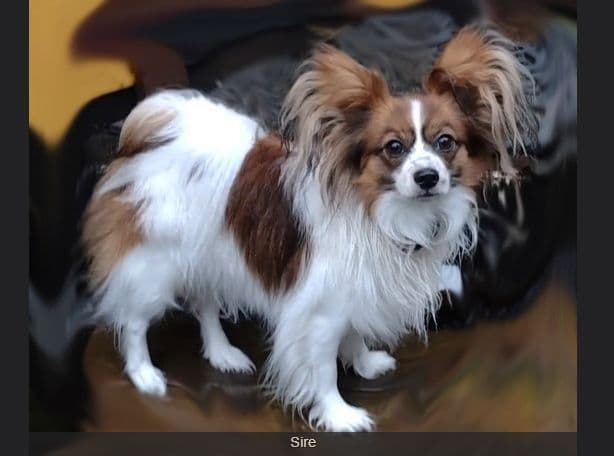 Expecting Aug 9 2026 Papillons de Franz Sables breeder image 8