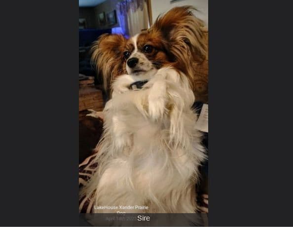 Expecting Aug 9 2026 Papillons de Franz Sables breeder image 9