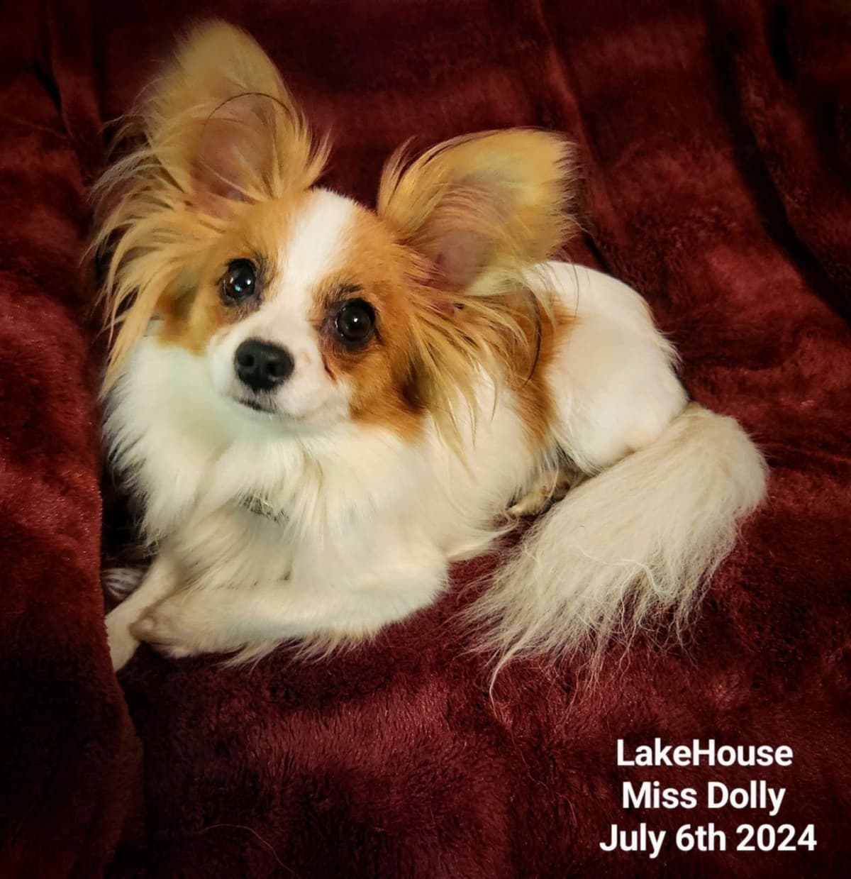 Expecting Aug 9 2026 Papillons de Franz Sables breeder image 10