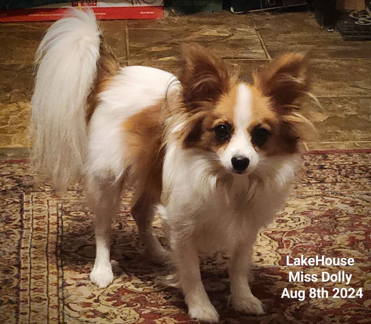 Expecting Aug 9 2026 Papillons de Franz Sables breeder image 12