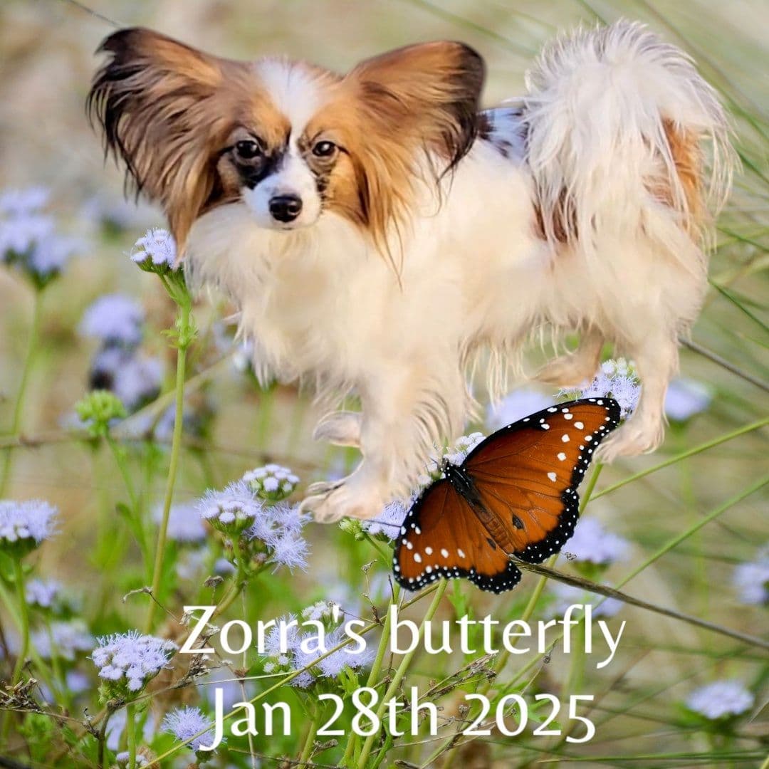 Expecting Aug 9 2026 Papillons de Franz Sables breeder image 2