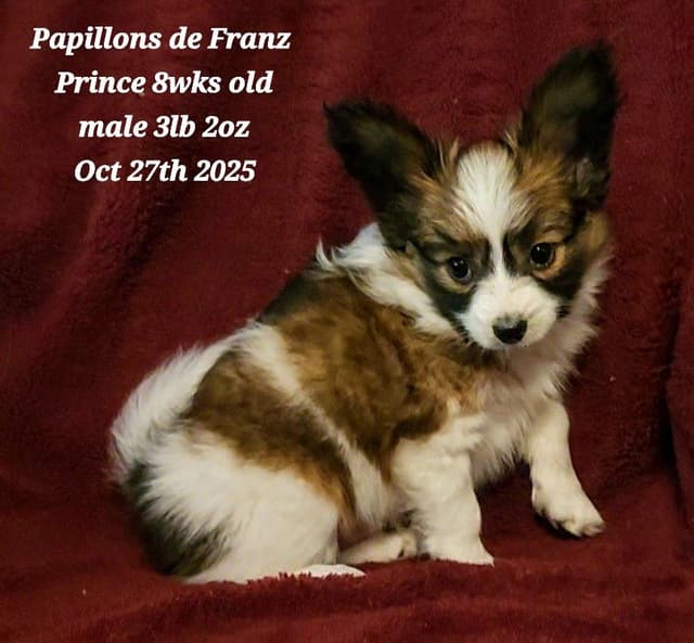 Expecting Aug 2nd, 2026 Papillons de Franz  -  Healthy Pups Guaranteed media 6