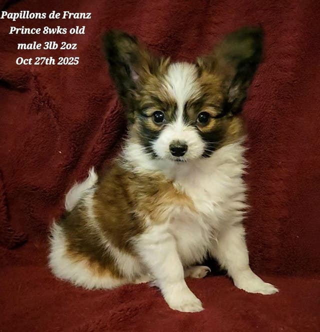 Expecting Aug 2nd, 2026 Papillons de Franz  -  Healthy Pups Guaranteed media 7