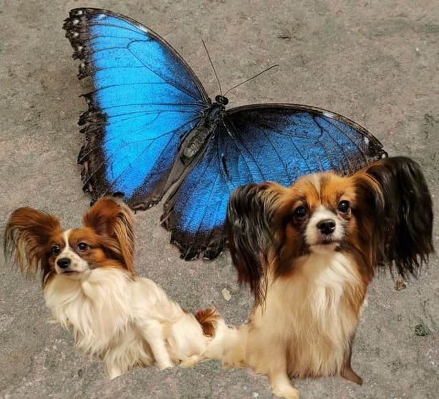 Expecting July 15th, 2026 Papillons de Franz - WORLD CHAMPION line media 3