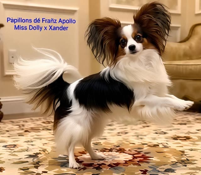 Expecting Aug 9 2026 Papillons de Franz  Sables media 3