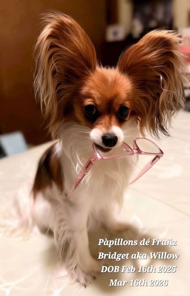 Expecting Aug 2nd, 2026 Papillons de Franz  -  Healthy Pups Guaranteed media 4