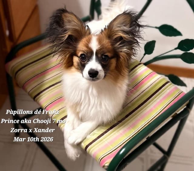 Expecting Aug 2nd, 2026 Papillons de Franz  -  Healthy Pups Guaranteed media 5