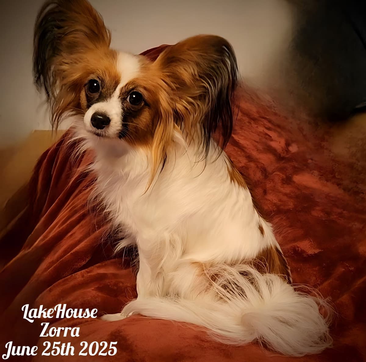 Expecting Aug 9 2026 Papillons de Franz Sables breeder image 14