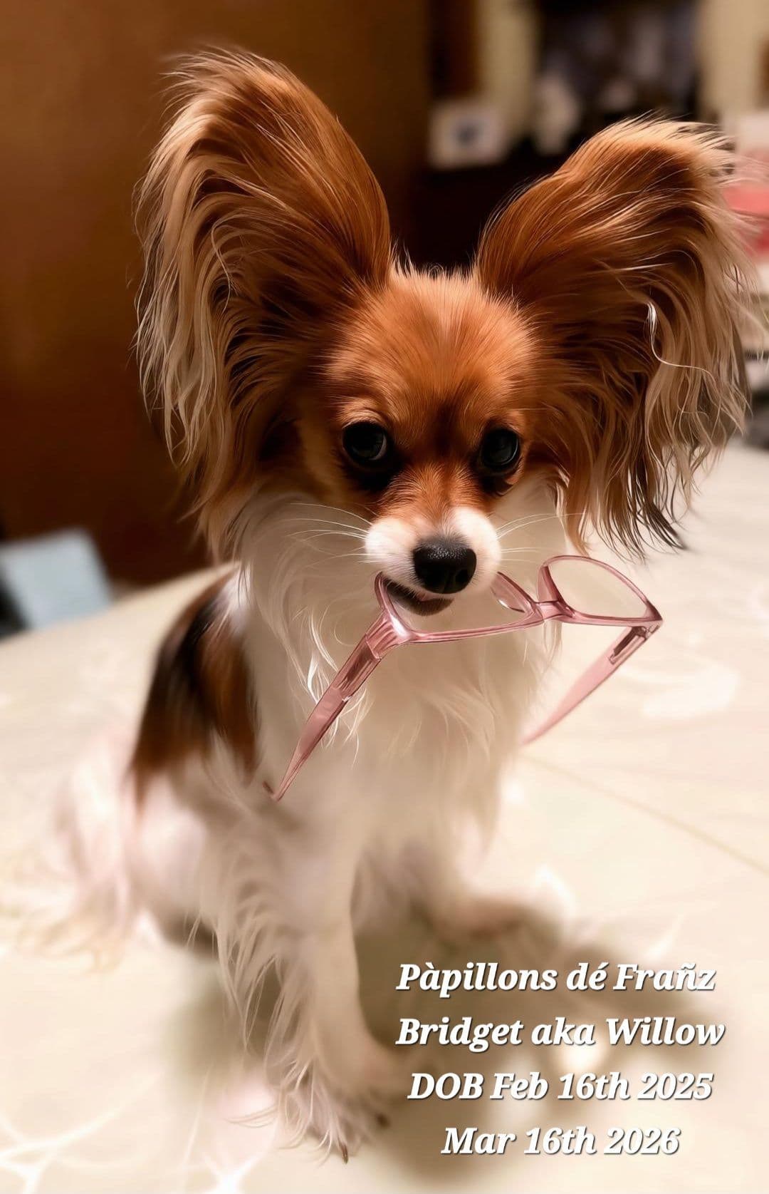 Expecting Aug 9 2026 Papillons de Franz Sables breeder image 15