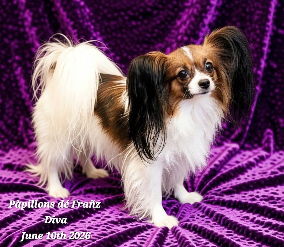 Expecting Aug 9 2026 Papillons de Franz Sables breeder image 17
