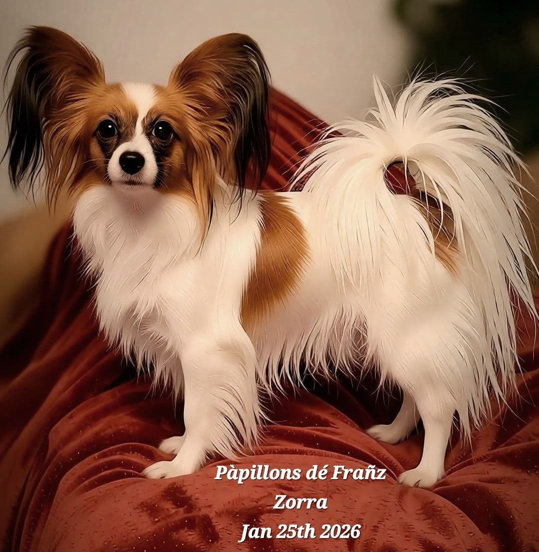 Expecting Aug 9 2026 Papillons de Franz Sables breeder image 18