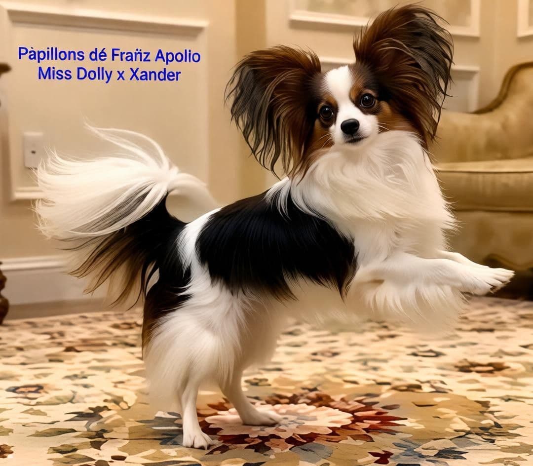 Expecting Aug 9 2026 Papillons de Franz Sables breeder image 19