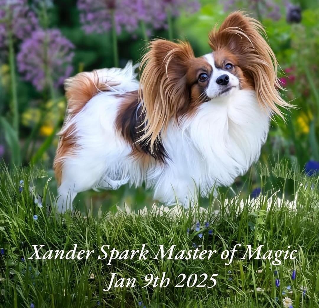 Expecting Aug 9 2026 Papillons de Franz Sables breeder image 1