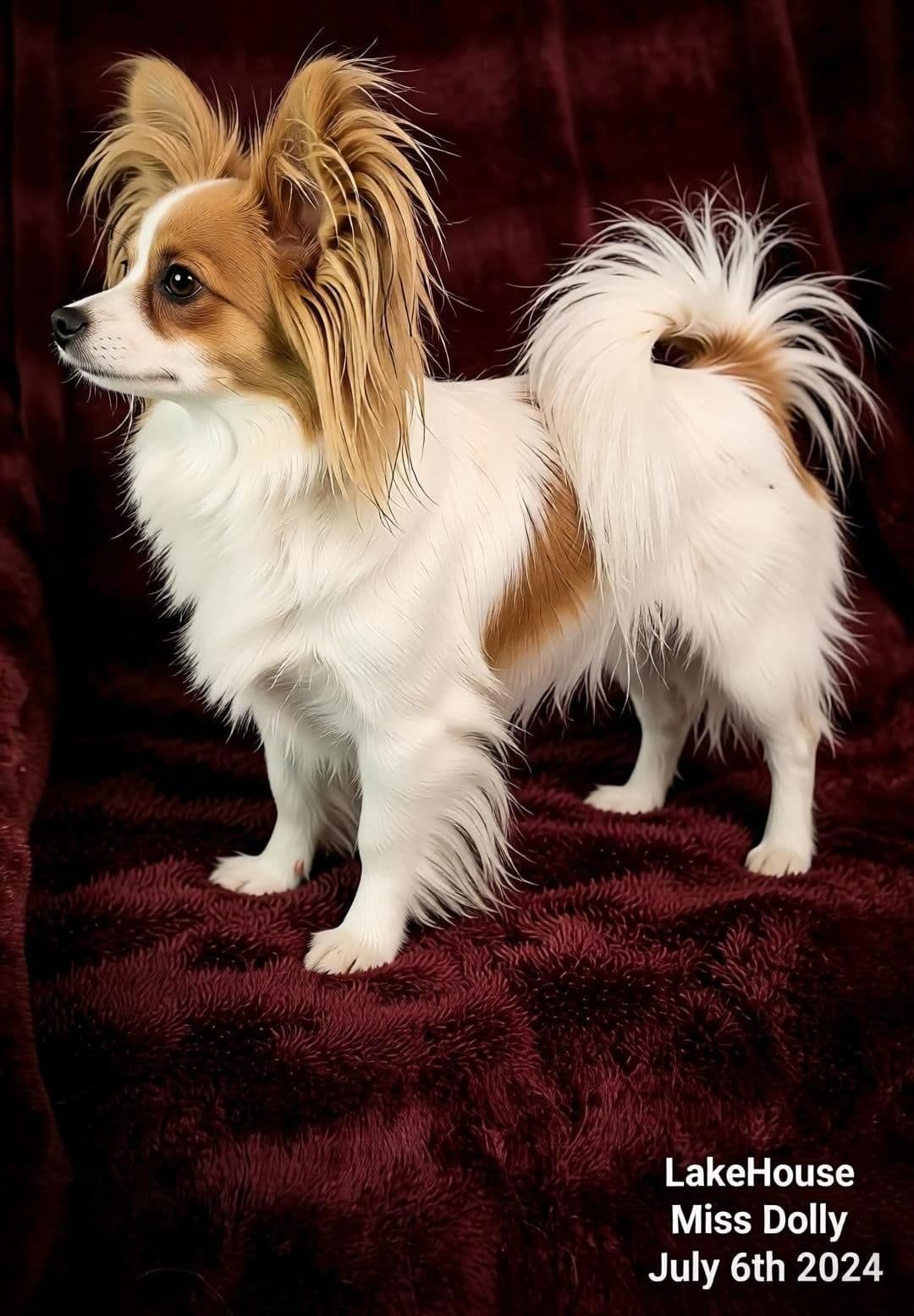 Expecting Aug 9 2026 Papillons de Franz Sables breeder image 11