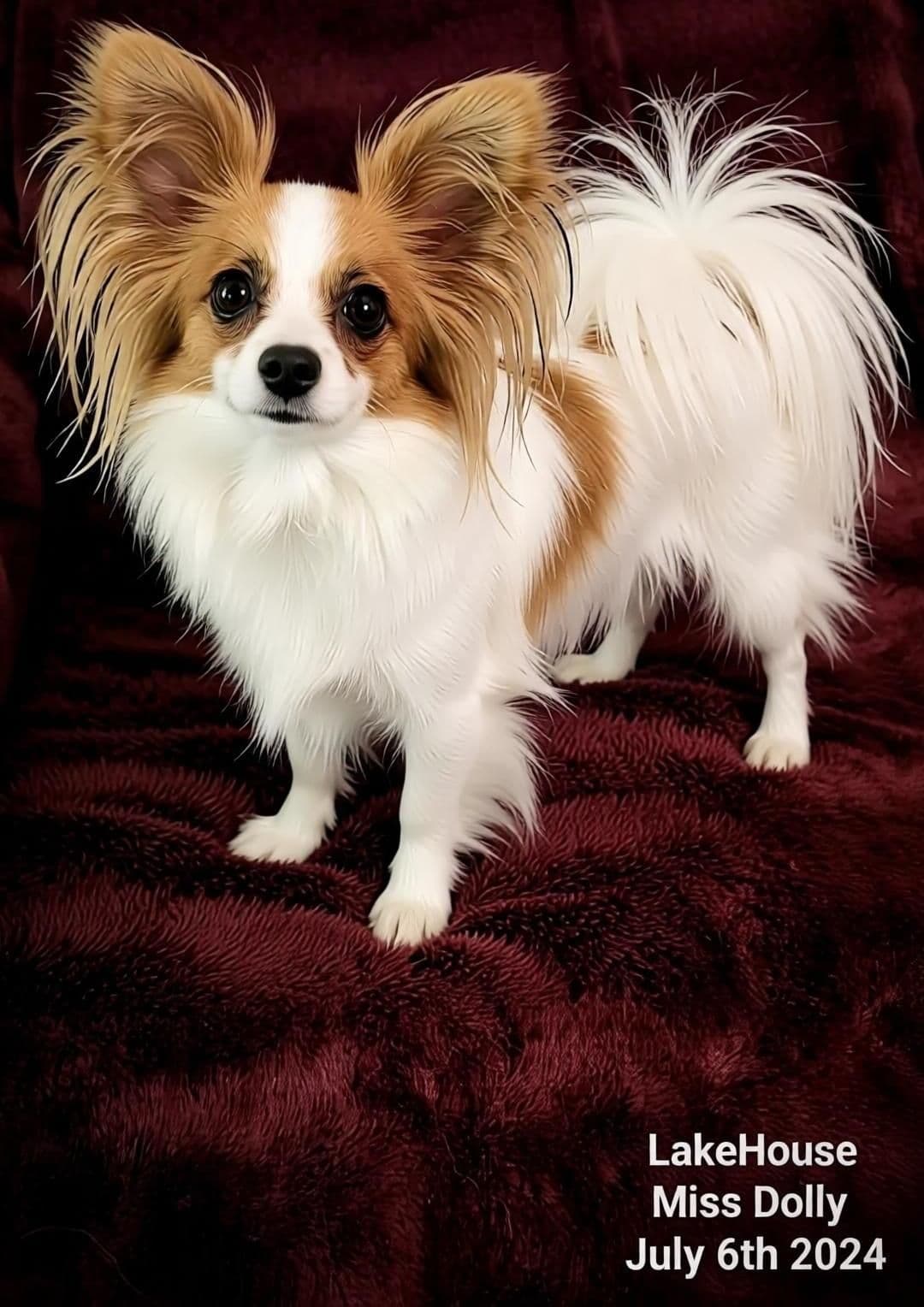 Expecting Aug 9 2026 Papillons de Franz Sables breeder image 16