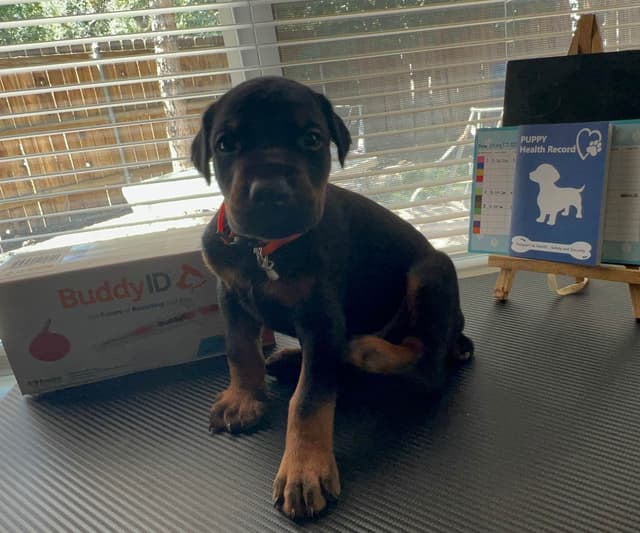 European Doberman Pinscher Puppies media 2