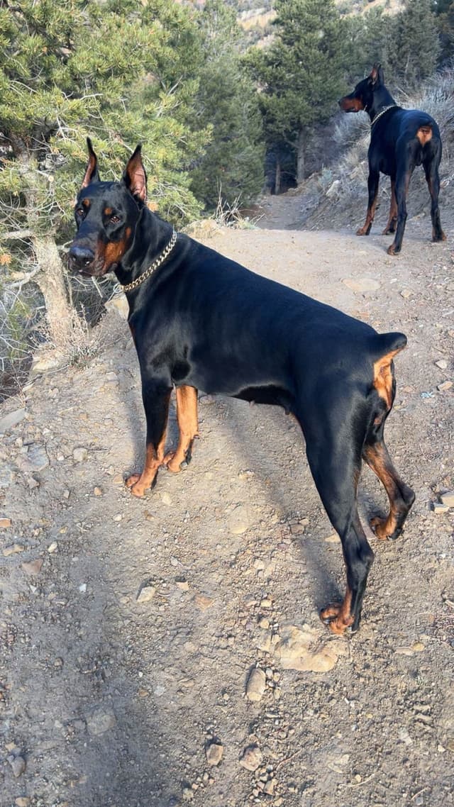 European Doberman Pinscher Puppies media 3