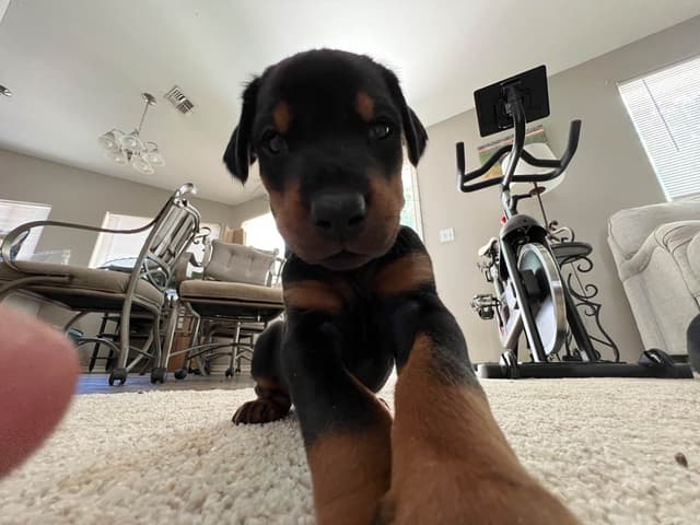 European Doberman Pinscher Puppies media 4
