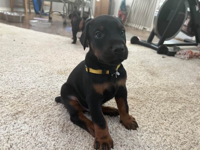 European Doberman Pinscher Puppies media 5