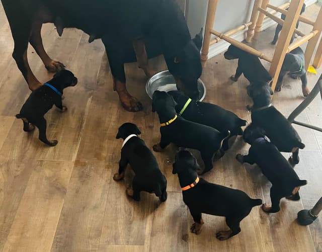 European Doberman Pinscher Puppies media 11
