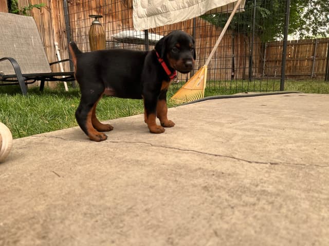 European Doberman Pinscher Puppies media 10