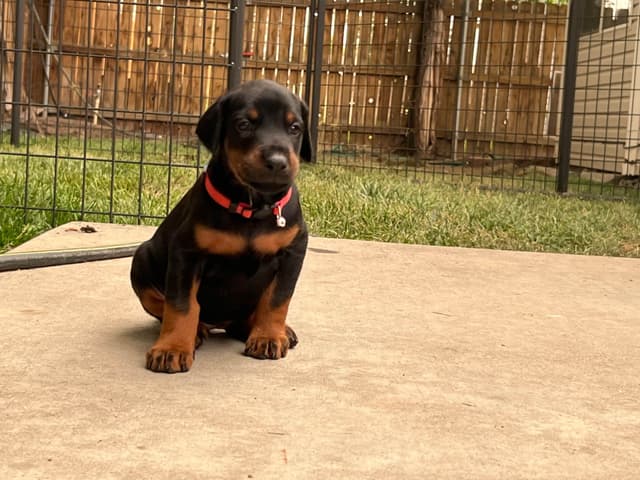 European Doberman Pinscher Puppies media 6
