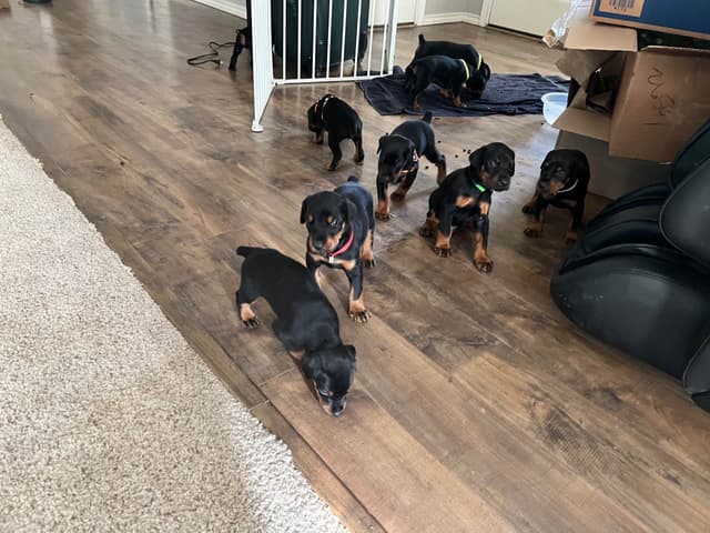 European Doberman Pinscher Puppies media 8